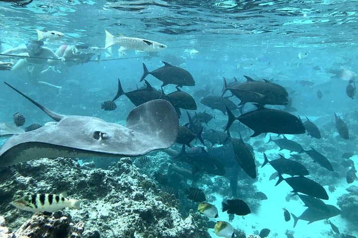 Custom Jet Ski Tours in Moorea — Private Lagoon Rides with Snorkel & Lunch photo 6