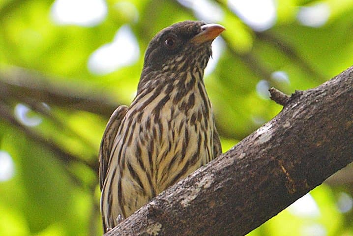 Los Haitises Private Birdwatching: Mangroves, Caves & Endemics in 3–5 Hours photo 5