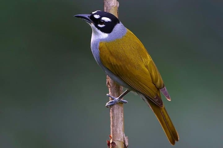 Los Haitises Private Birdwatching: Mangroves, Caves & Endemics in 3–5 Hours photo 6