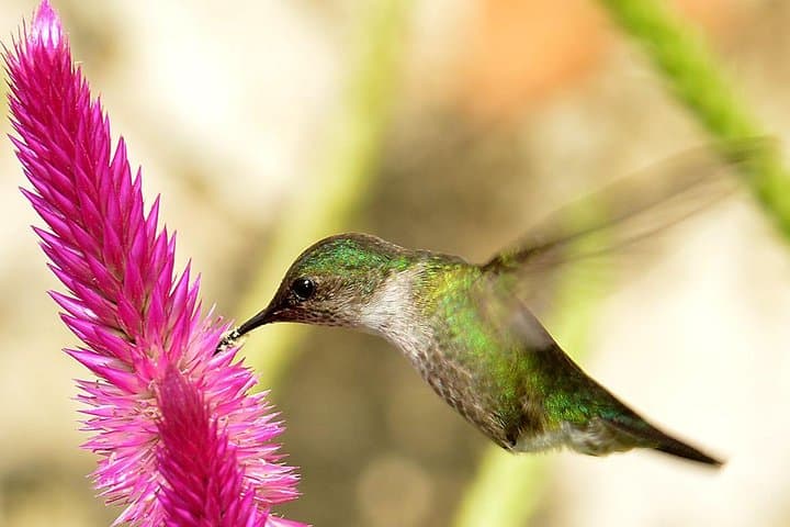 Los Haitises Private Birdwatching: Mangroves, Caves & Endemics in 3–5 Hours