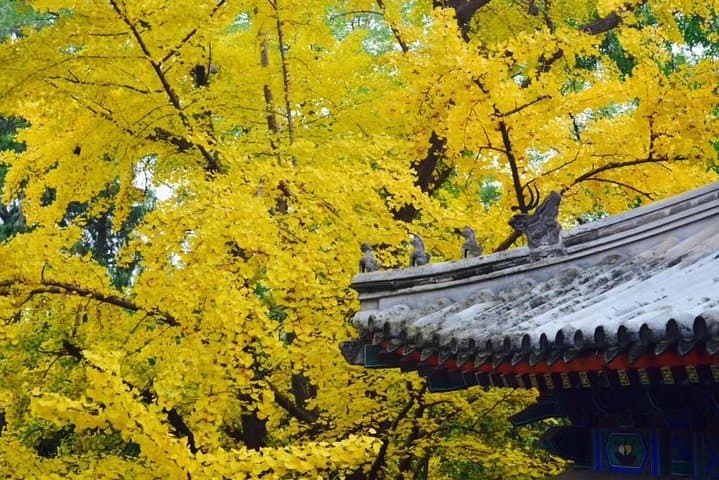 Private Full-Day Tour: Summer Palace & Fragrant Hills, Beijing photo 3