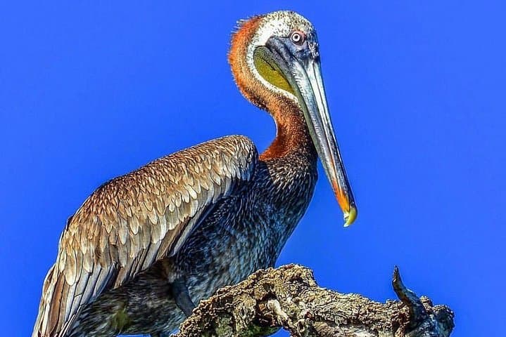 Kayaking Los Haitises National Park: Private Mangrove Paddle from Caño Hondo (2 Hours) photo 4