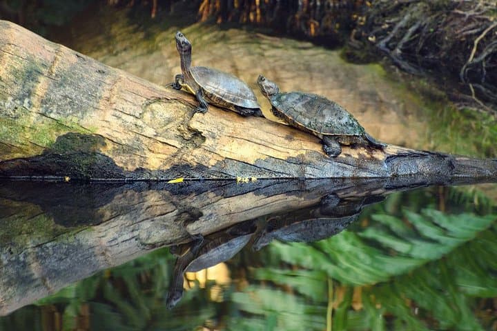Kayaking Los Haitises National Park: Private Mangrove Paddle from Caño Hondo (2 Hours) photo 5