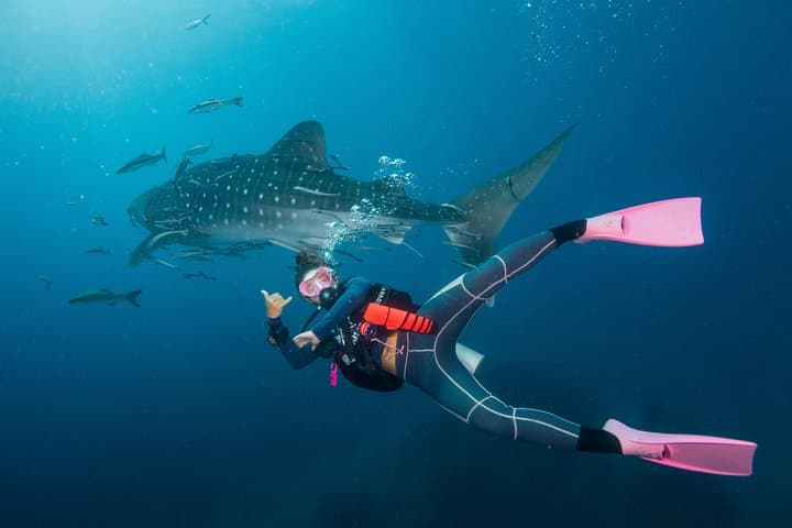 Koh Tao Fun Diving Packages: Daily Two-Dive Boat Trips to Chumphon, Twins & Sail Rock photo 2