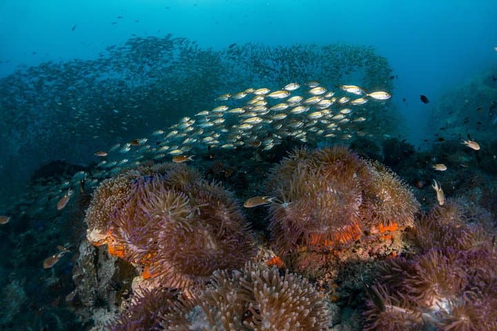 Koh Tao Fun Diving Packages: Daily Two-Dive Boat Trips to Chumphon, Twins & Sail Rock photo 4