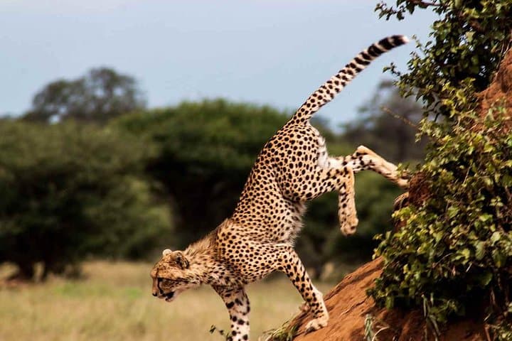 Classic Luxury 11-Day Private-Group Tanzania Safari: Northern Circuit Highlights