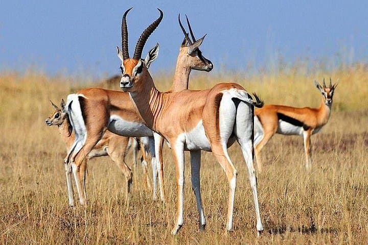 4-Day Mid-Range Serengeti Safari: Tarangire, Serengeti & Ngorongoro Crater photo 2