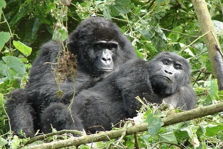 Gorilla Trekking in Bwindi: 3-Day Amazing Gorillas in the Mist Safari photo 6
