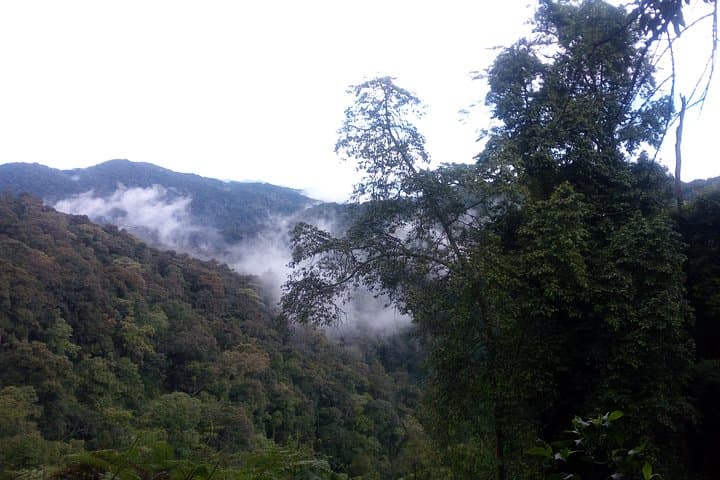 10-Day Uganda Safari: Gorilla & Chimpanzee Trekking Adventure photo 5
