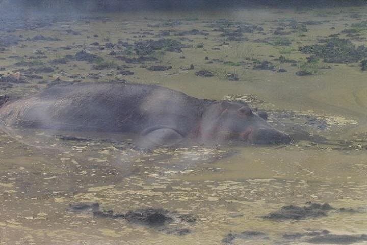 7-Day Gorilla Trekking & Wildlife Safari in Uganda — Bwindi, Kibale & Queen Elizabeth photo 2