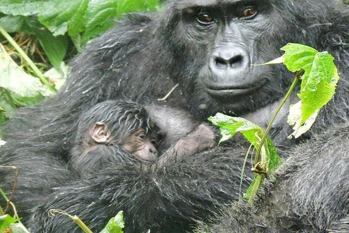 4-Day Gorilla Trekking & Lake Bunyonyi Escape in Uganda