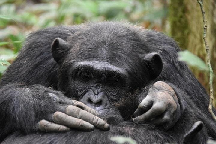7-Day Gorilla Trekking & Wildlife Safari in Uganda — Bwindi, Kibale & Queen Elizabeth photo 4