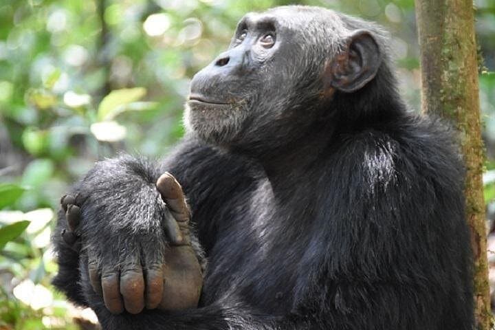7-Day Gorilla Trekking & Wildlife Safari in Uganda — Bwindi, Kibale & Queen Elizabeth photo 1
