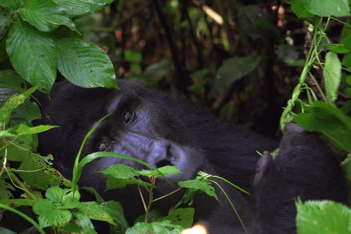 Luxury 4-Day Gorilla Tracking Safari in Bwindi Impenetrable National Park photo 2