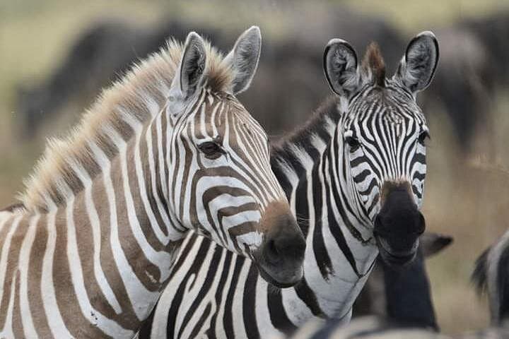 2-Day Camping Safari to Lake Manyara & Ngorongoro Crater photo 2