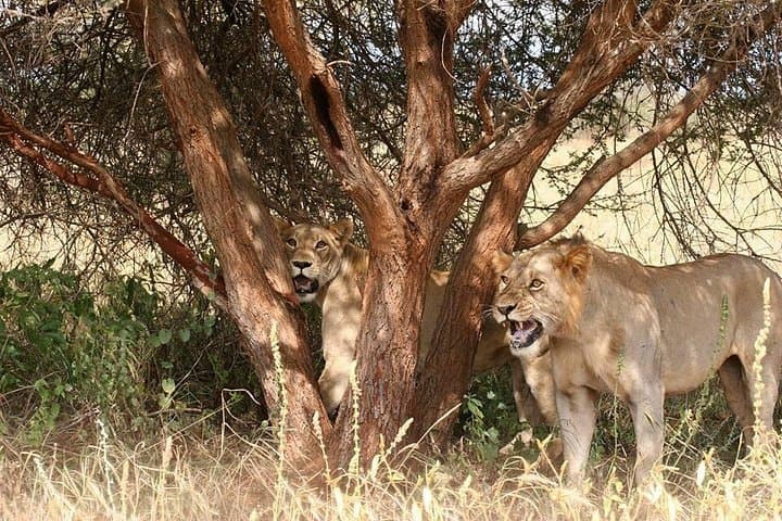 Cream of Kenya: 18-Day Big Five Safari & Wildebeest Migration Experience photo 3