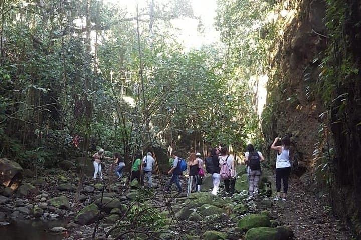 St Kitts Half-Day Rainforest Walk: Vervet Monkeys, Medicinal Plants & Historic Estates photo 4