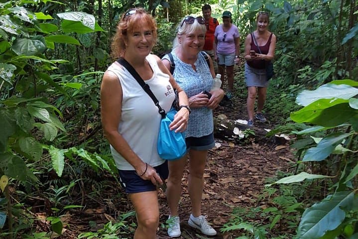 St Kitts Half-Day Rainforest Walk: Vervet Monkeys, Medicinal Plants & Historic Estates