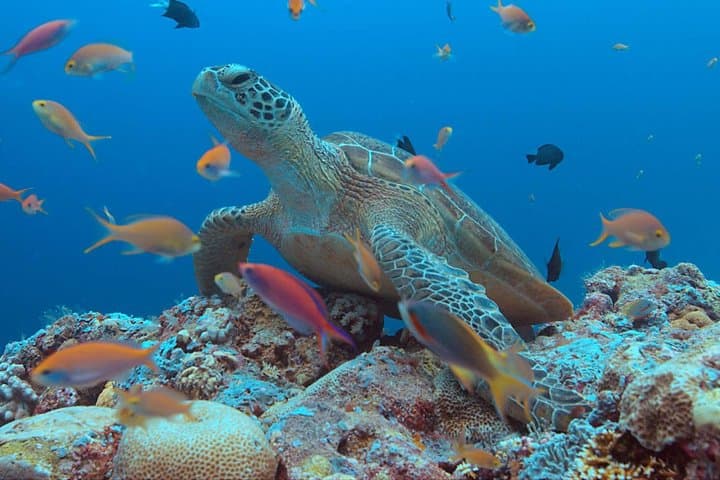 Cancún Snorkeling: Underwater Museum, Reefs & Swim with Turtles photo 2