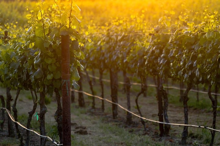 Paso Robles Wine Adventure: Guided Tasting Tour with Picnic Lunch photo 5