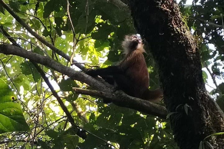 Day Hike in Tortuguero National Park: Wildlife Walks & Rainforest Trails photo 4