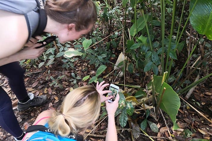 Day Hike in Tortuguero National Park: Wildlife Walks & Rainforest Trails photo 1