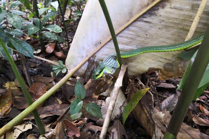 Day Hike in Tortuguero National Park: Wildlife Walks & Rainforest Trails photo 2