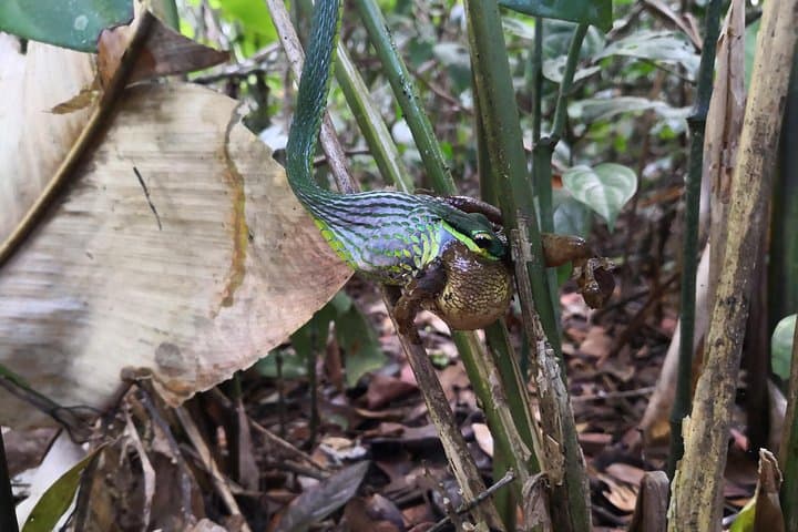 Day Hike in Tortuguero National Park: Wildlife Walks & Rainforest Trails photo 3