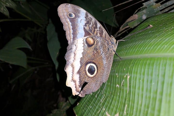 Nocturnal Jungle Hike in Tortuguero: Explore Costa Rica's Nightlife photo 2