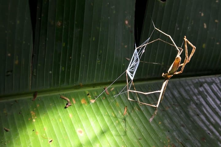 Nocturnal Jungle Hike in Tortuguero: Explore Costa Rica's Nightlife photo 3