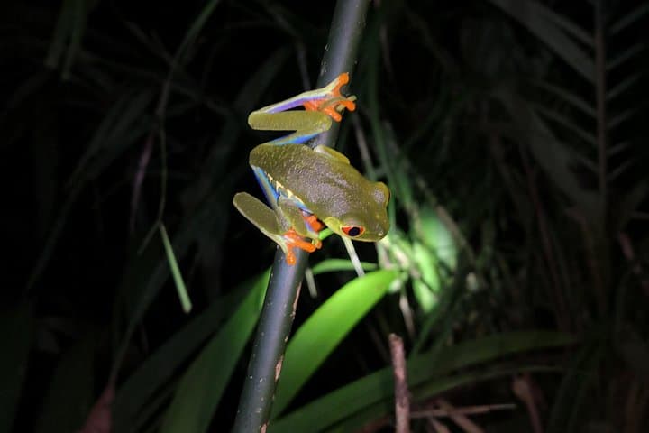 Nocturnal Jungle Hike in Tortuguero: Explore Costa Rica's Nightlife photo 1