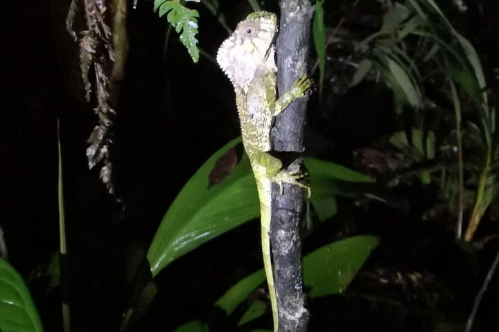 Nocturnal Jungle Hike in Tortuguero: Explore Costa Rica's Nightlife photo 4