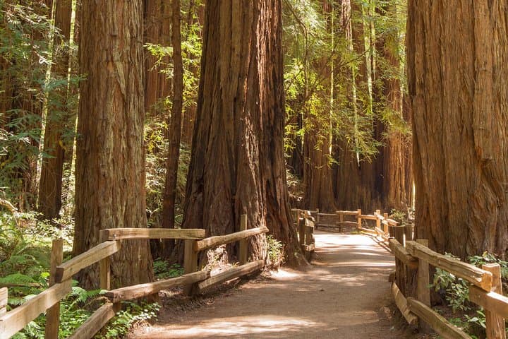 Muir Woods and Sausalito Small-Group Tour — Redwoods, Golden Gate Views & Bayside Strolls photo 1
