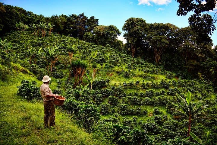 Poás Volcano and Doka Coffee Tour: Volcano Views and Vintage Costa Rican Coffee photo 3