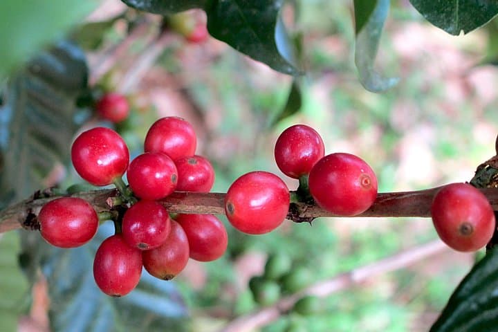 Poás Volcano and Doka Coffee Tour: Volcano Views and Vintage Costa Rican Coffee photo 4