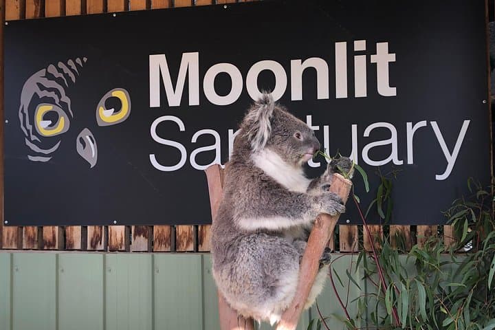 Phillip Island Penguin Parade: Small-Group Afternoon Wildlife Day Trip from Melbourne photo 6