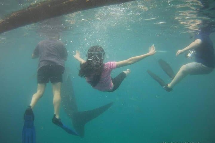 Cebu Day-Trip: Oslob Whale Sharks, Sumilon Sandbar & Kawasan Canyoneering