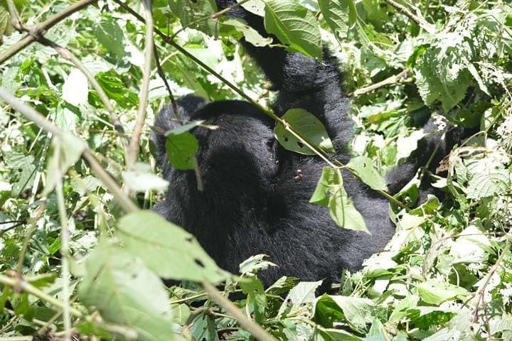 Gorilla Tracking in Bwindi: 2-Day Trek from Kigali to Mountain Gorillas photo 6