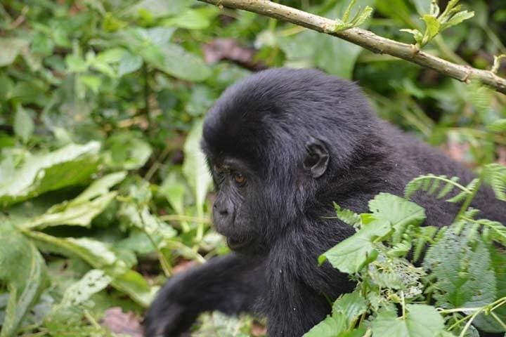 7-Day Uganda Safari: Gorilla & Chimpanzee Trekking with Queen Elizabeth Big Five photo 4
