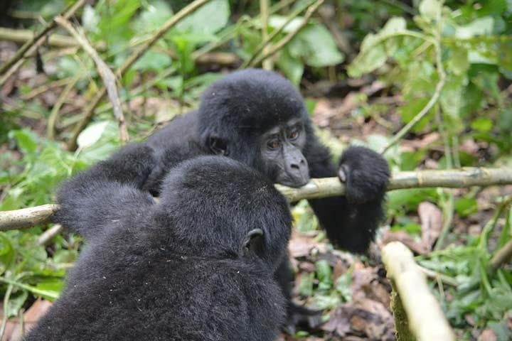 7-Day Uganda Safari: Gorilla & Chimpanzee Trekking with Queen Elizabeth Big Five photo 3