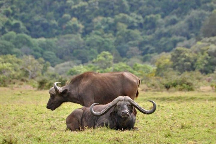Ngorongoro Crater Day Tour: Big Five Safari from Moshi photo 6