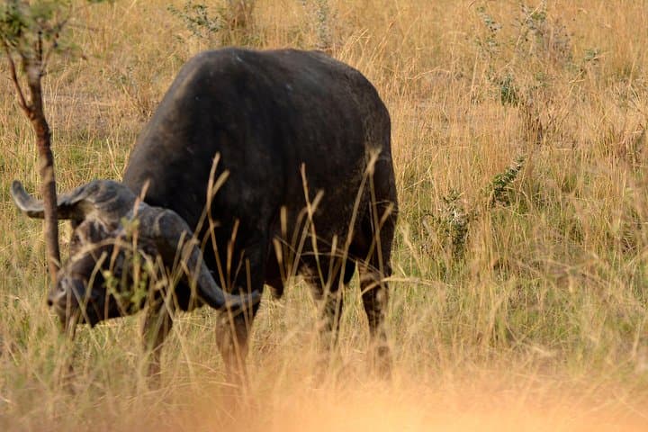 3-Day Murchison Falls Wildlife Safari — Nile Boat Cruise, Rhinos & Top-of-Falls Hike photo 2
