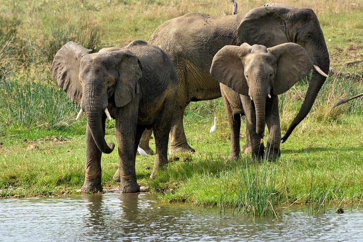 3-Day Murchison Falls Wildlife Safari — Nile Boat Cruise, Rhinos & Top-of-Falls Hike