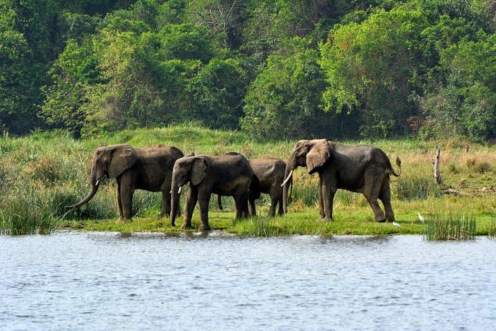 3-Day Murchison Falls Wildlife Safari — Nile Boat Cruise, Rhinos & Top-of-Falls Hike photo 3
