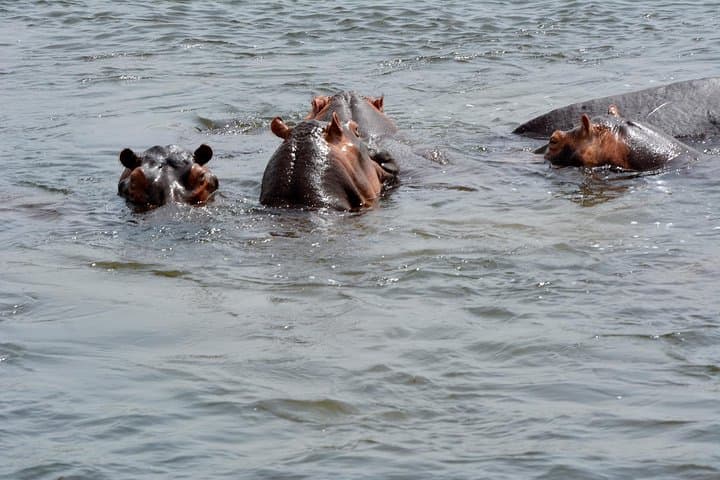 3-Day Murchison Falls Wildlife Safari — Nile Boat Cruise, Rhinos & Top-of-Falls Hike photo 4