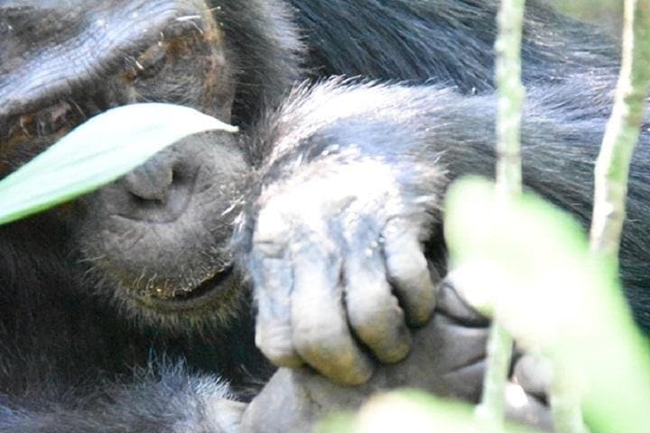 10-Day Classic Uganda Safari: Gorilla Treks, Chimp Trails & Kazinga Channel