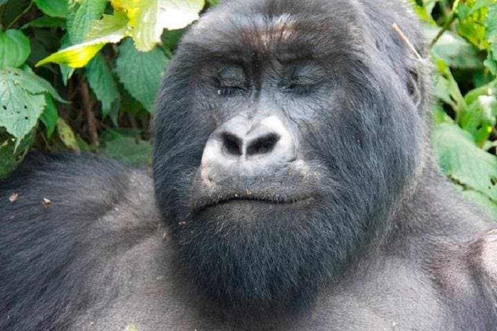 10-Day Classic Uganda Safari: Gorilla Treks, Chimp Trails & Kazinga Channel photo 2