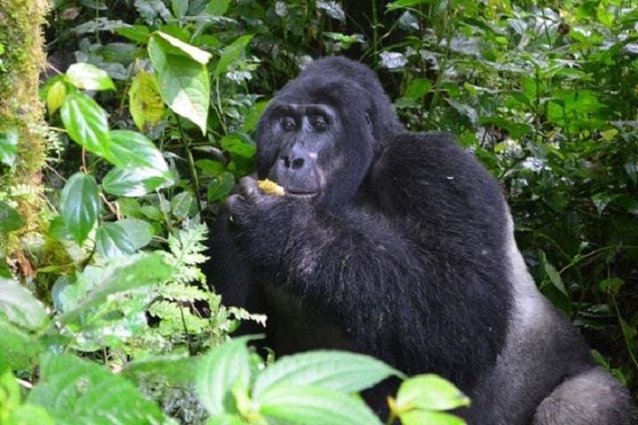 10-Day Classic Uganda Safari: Gorilla Treks, Chimp Trails & Kazinga Channel photo 3
