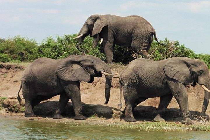 10-Day Classic Uganda Safari: Gorilla Treks, Chimp Trails & Kazinga Channel photo 4