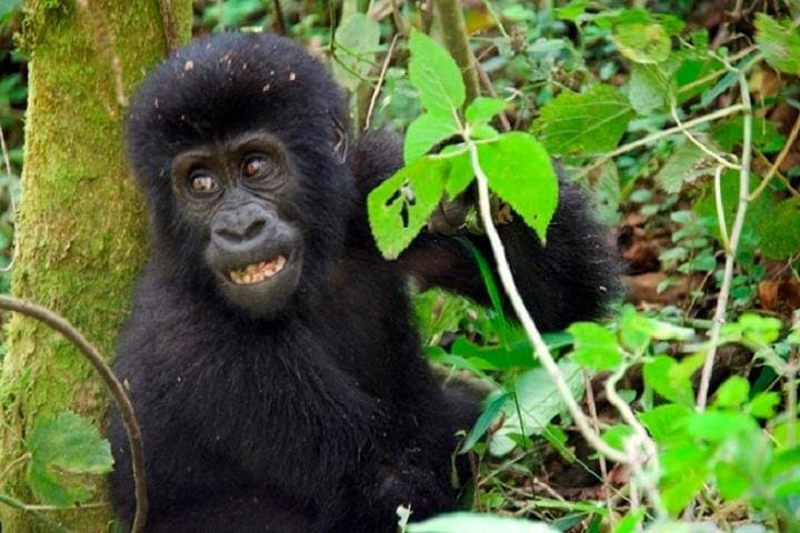 10-Day Classic Uganda Safari: Gorilla Treks, Chimp Trails & Kazinga Channel photo 5
